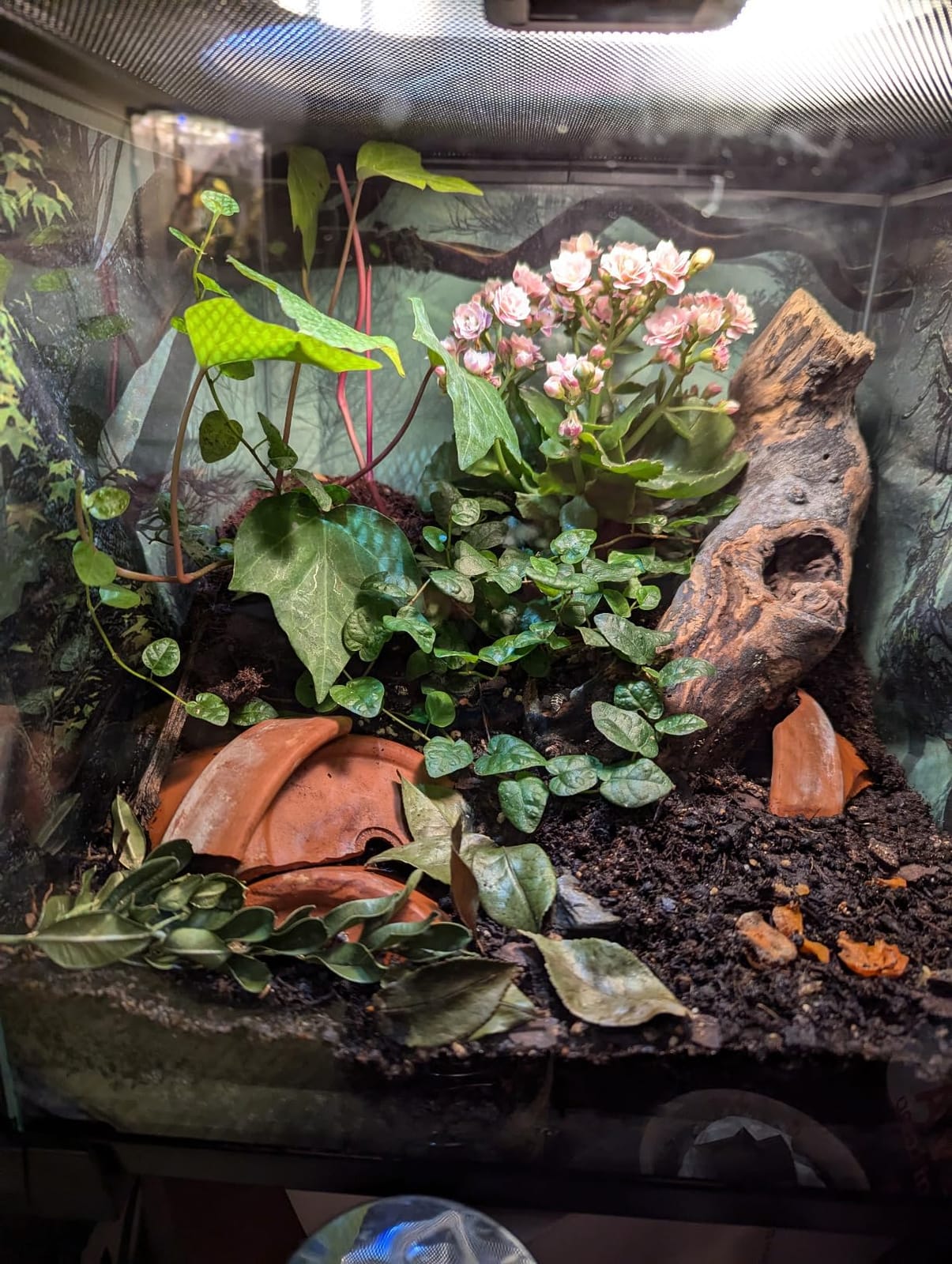 REPTI ZOO Full Glass 15 Gallon Reptile Tank, Medium Reptile Terrarium 24