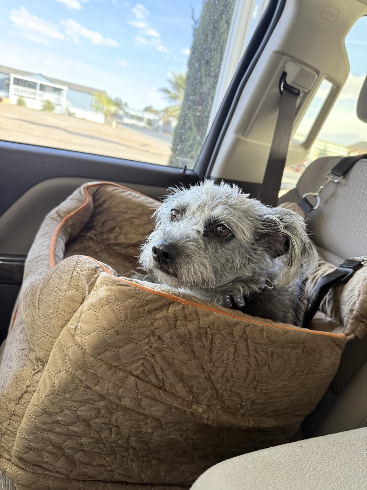 Dog Car Seat for Small Dogs Up to 25 lbs with 6-Inch Memory Foam Cushion customer photo 1