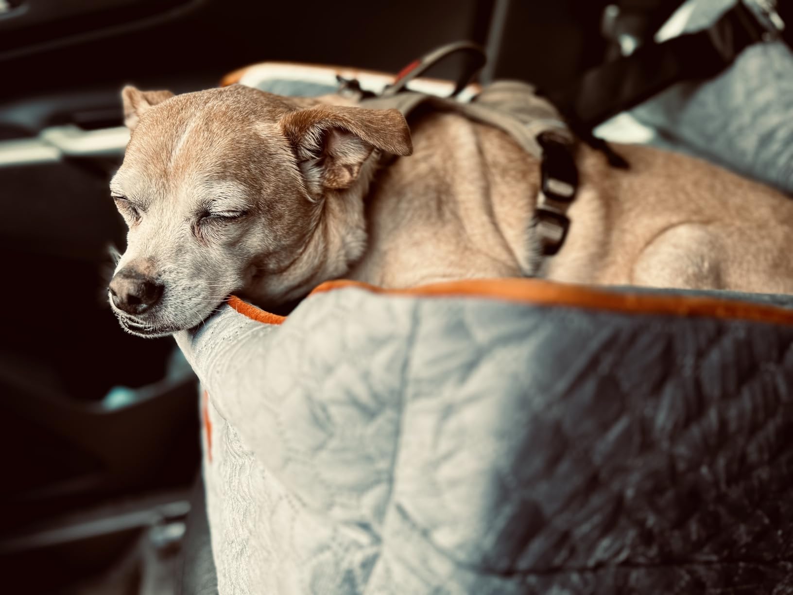 Dog Car Seat for Small Dogs Up to 25 lbs with 6-Inch Memory Foam Cushion customer photo 2
