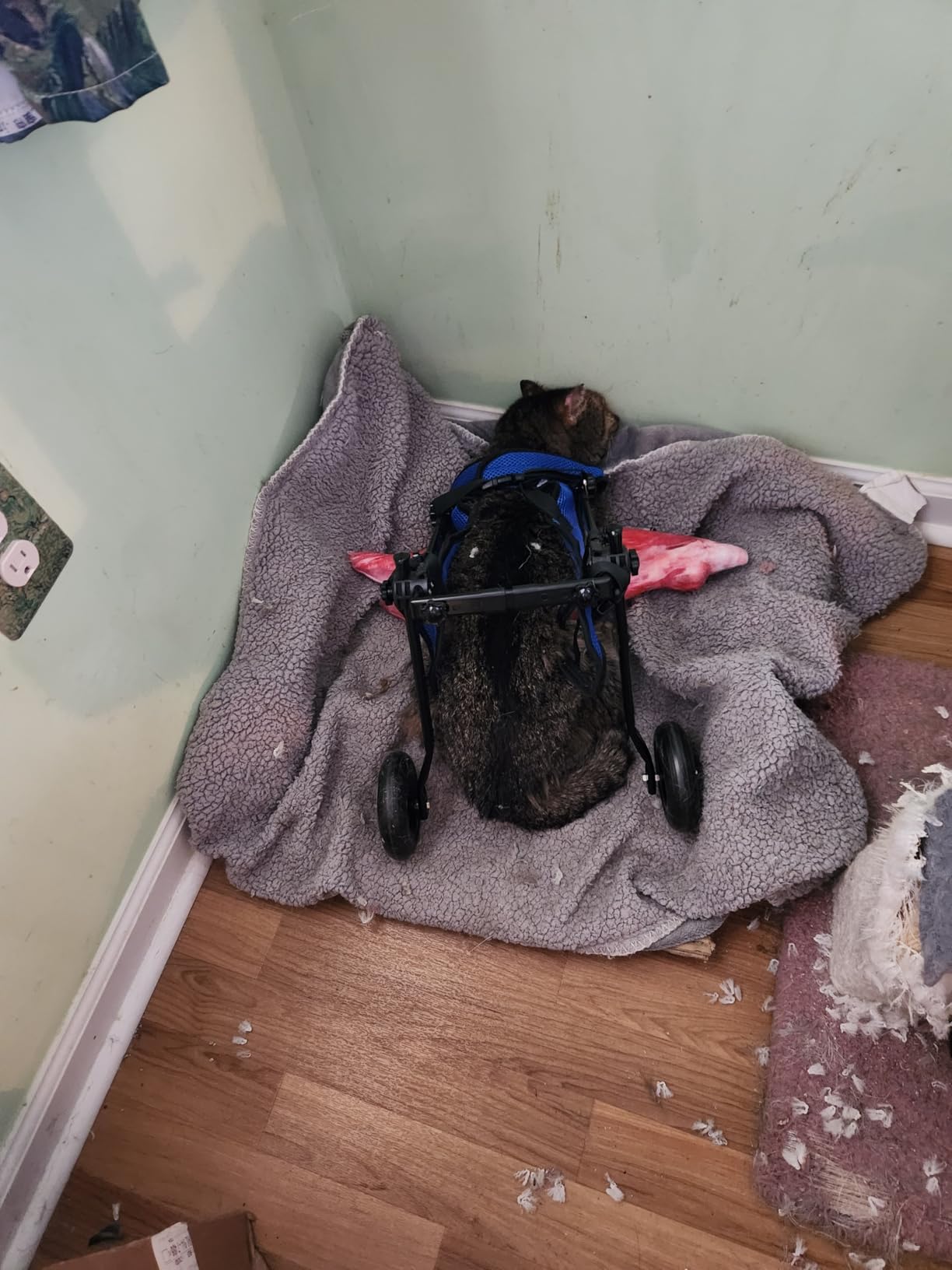 Small Dog Wheelchair for Back Legs - Adjustable Mobility Aid for Disabled Pets, Leg Brace and Hip Support customer photo 2