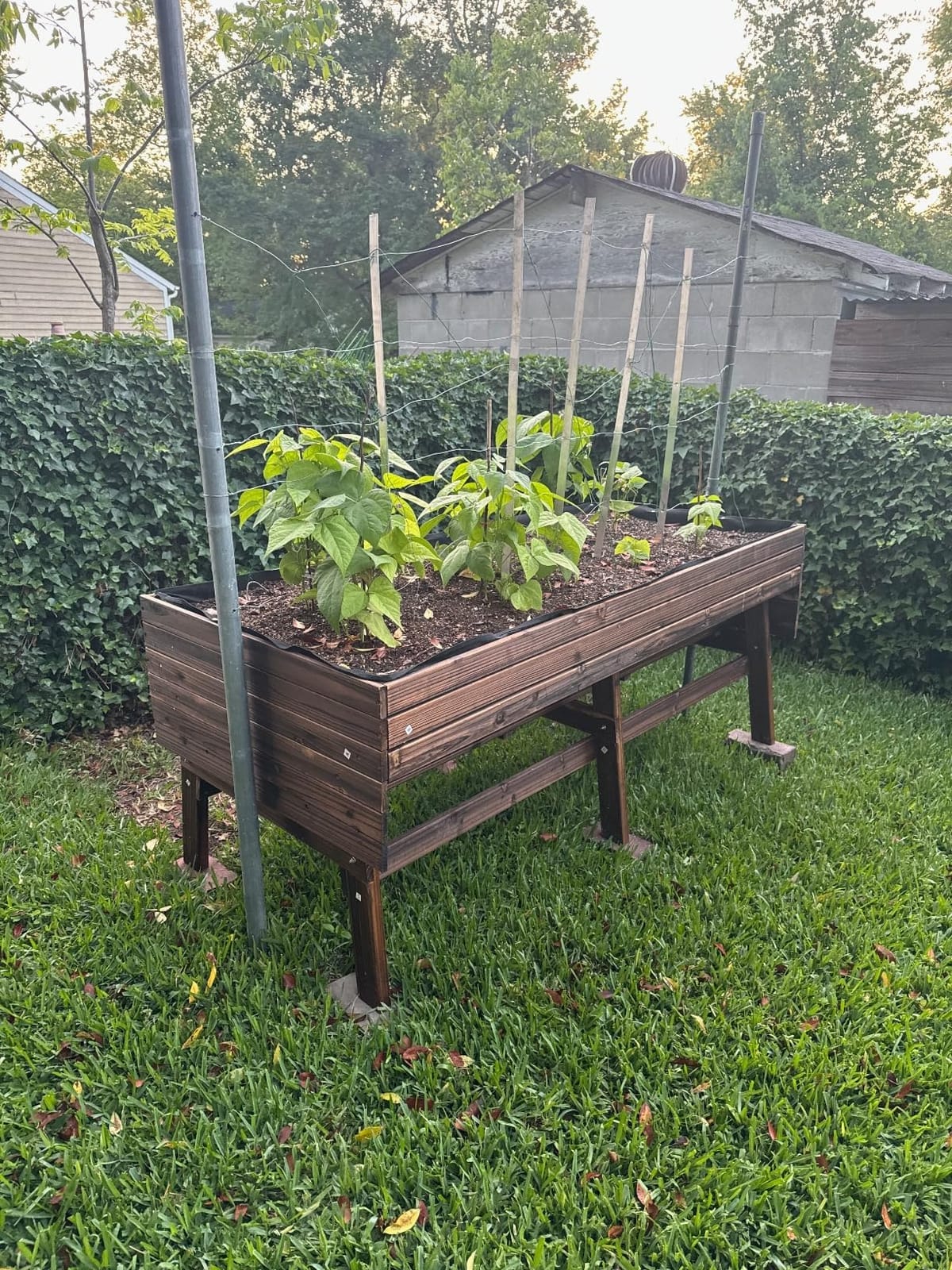 VEIKOU 6x3x2FT Raised Garden Bed, Outdoor Oversize Planter Box with Liner, Cedar Garden Bed with Legs for Vegetables Flower Herb, 837lbs Capacity, Rustic Brown customer photo 2