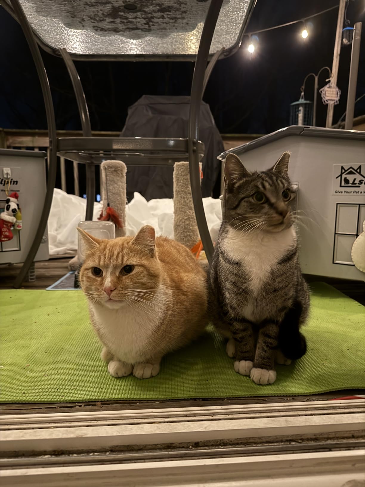 Large Heated Cat House for Outside Cats in Winter, Lslpin Weatherproof & Insulated Outdoor Feral Cat House with Escape Door,Outside Cats House Shelter with Heating Pad 21.6×16.9×17.5 customer photo 2