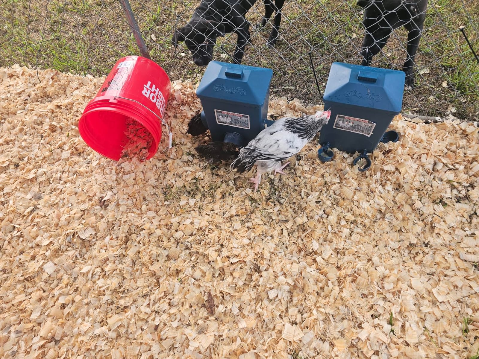 Automatic Port Chicken Feeder and Cup Waterer Set customer photo 1