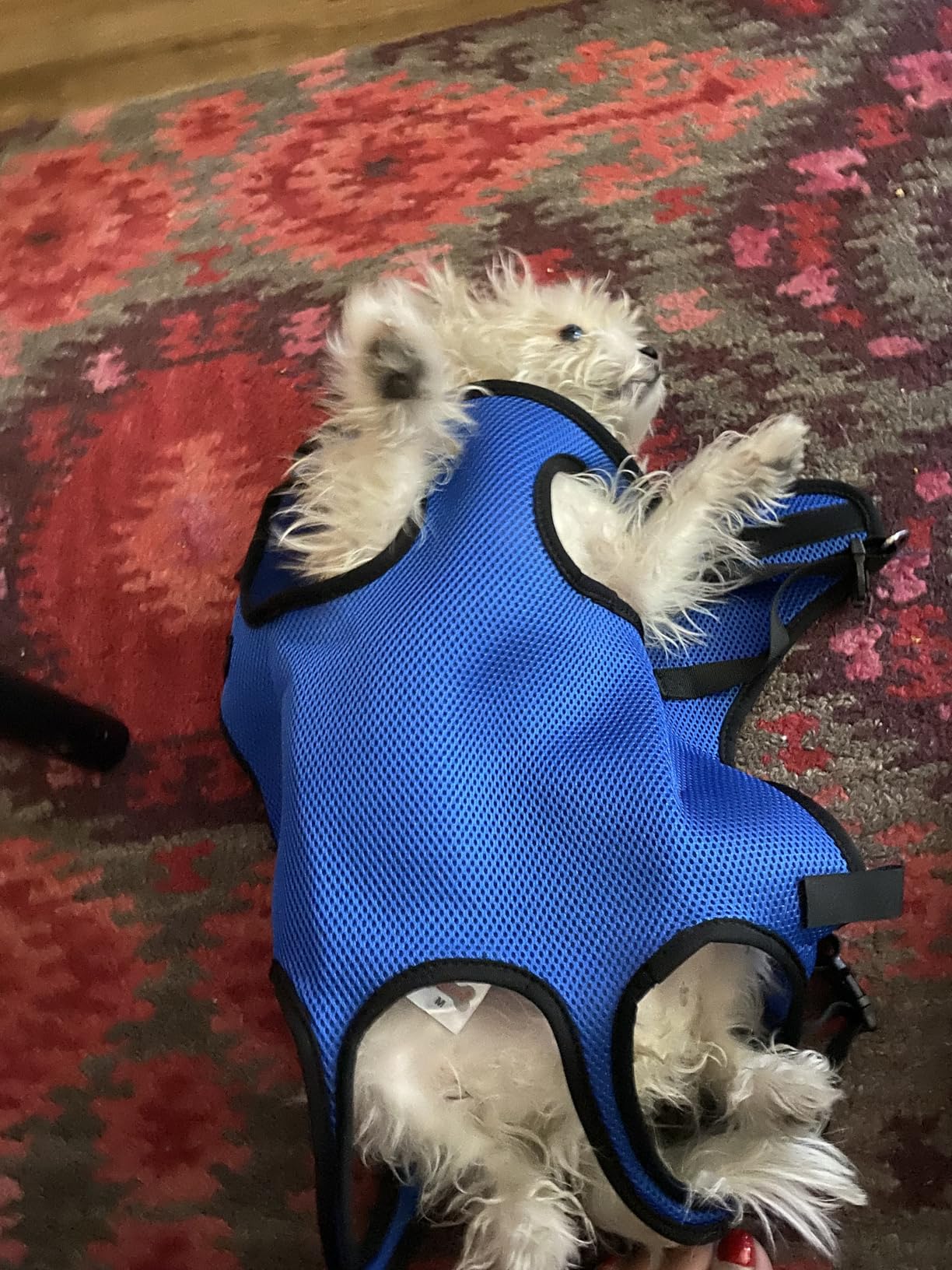 Dog Wheelchair for Back Legs, Adjustable Support for Small Dogs, M customer photo 1