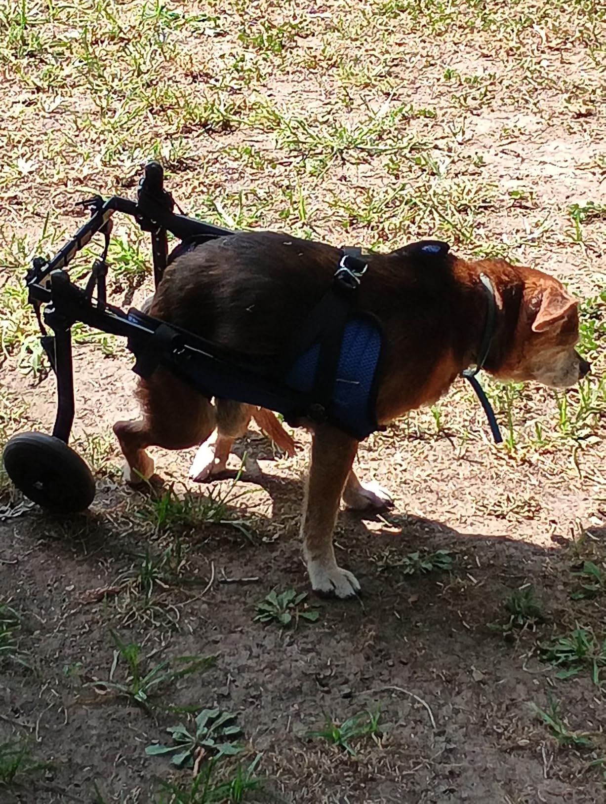 Dog Wheelchair for Back Legs, Adjustable Support for Small Dogs, M customer photo 2