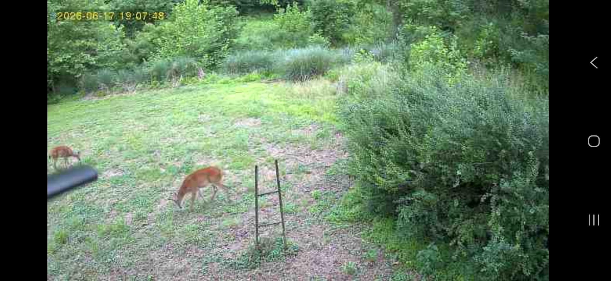 SEHMUA Trail Camera, 2K HD Live Streaming Game Camera AI Animal Detection customer photo 2