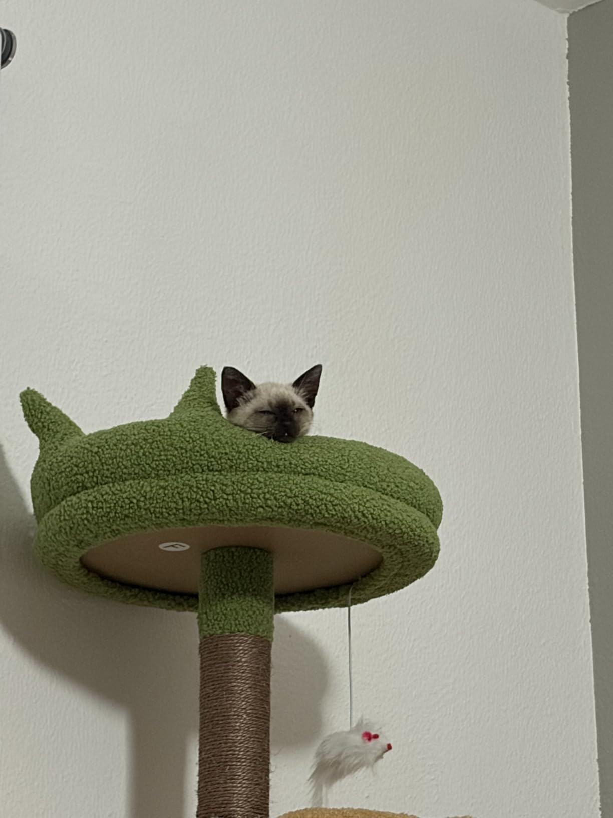 Globlazer S72 Heavy Duty Cat Trees for Large Cats 20 lbs+, Dark Gray customer photo 1