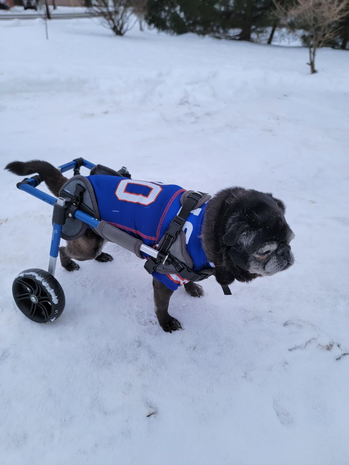 Dog Wheelchair for Back Legs with Upgraded All-Terrain Tires & Durable Bearings,Adjustable Dog Wheelchair for 9