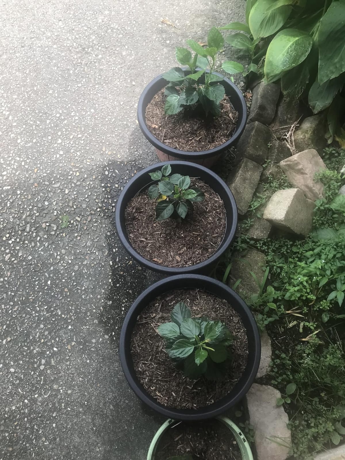 4 Pack 16 inch Plant Pots,Whiskey Barrel Planters with Drainage Holes customer photo 1