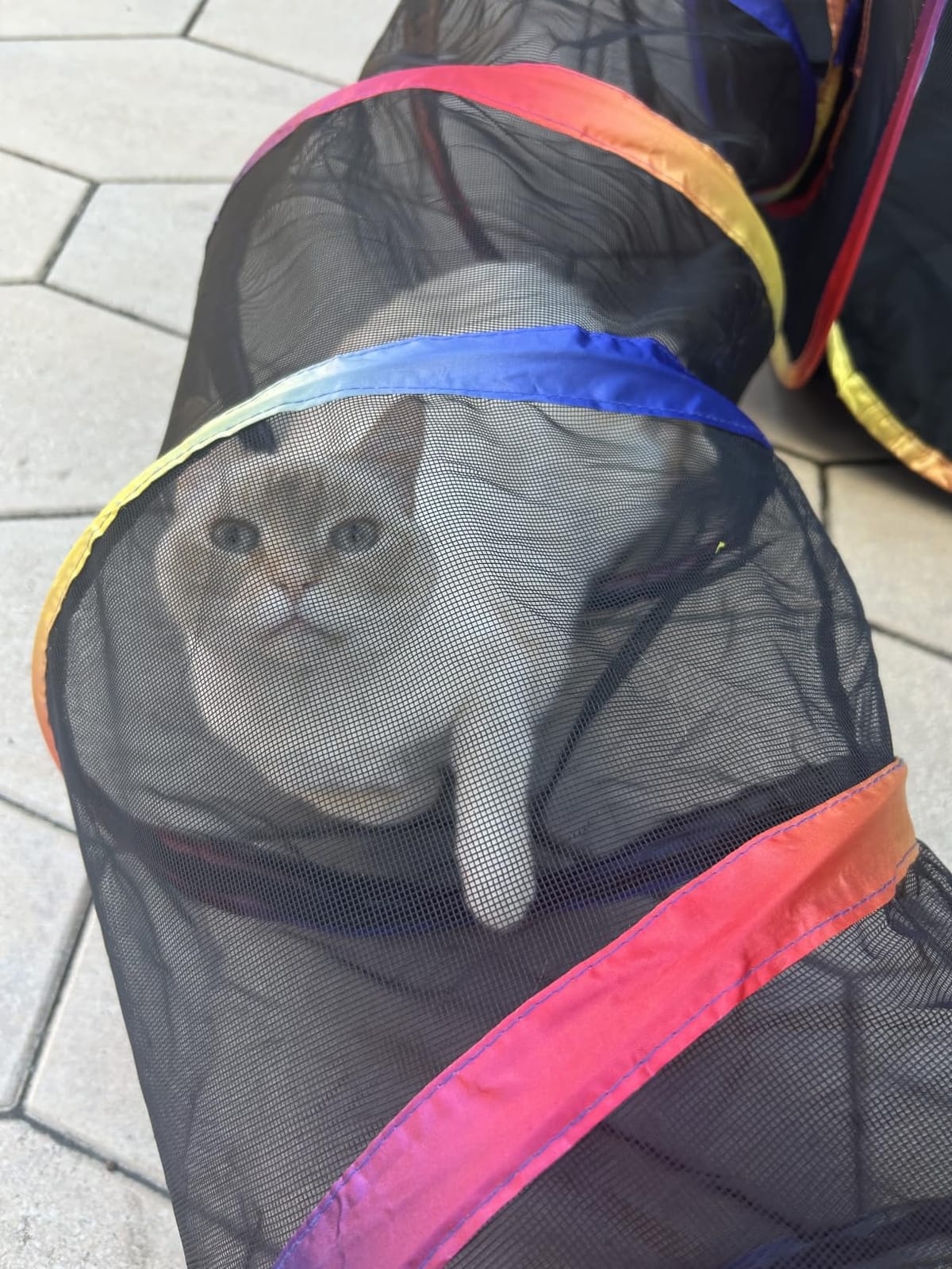 Outdoor Cat Enclosure - Portable Catio Playground for Cat Run, Kitty and Small Animals - Tent & Tunnels for Outside and Indoor Play customer photo 2