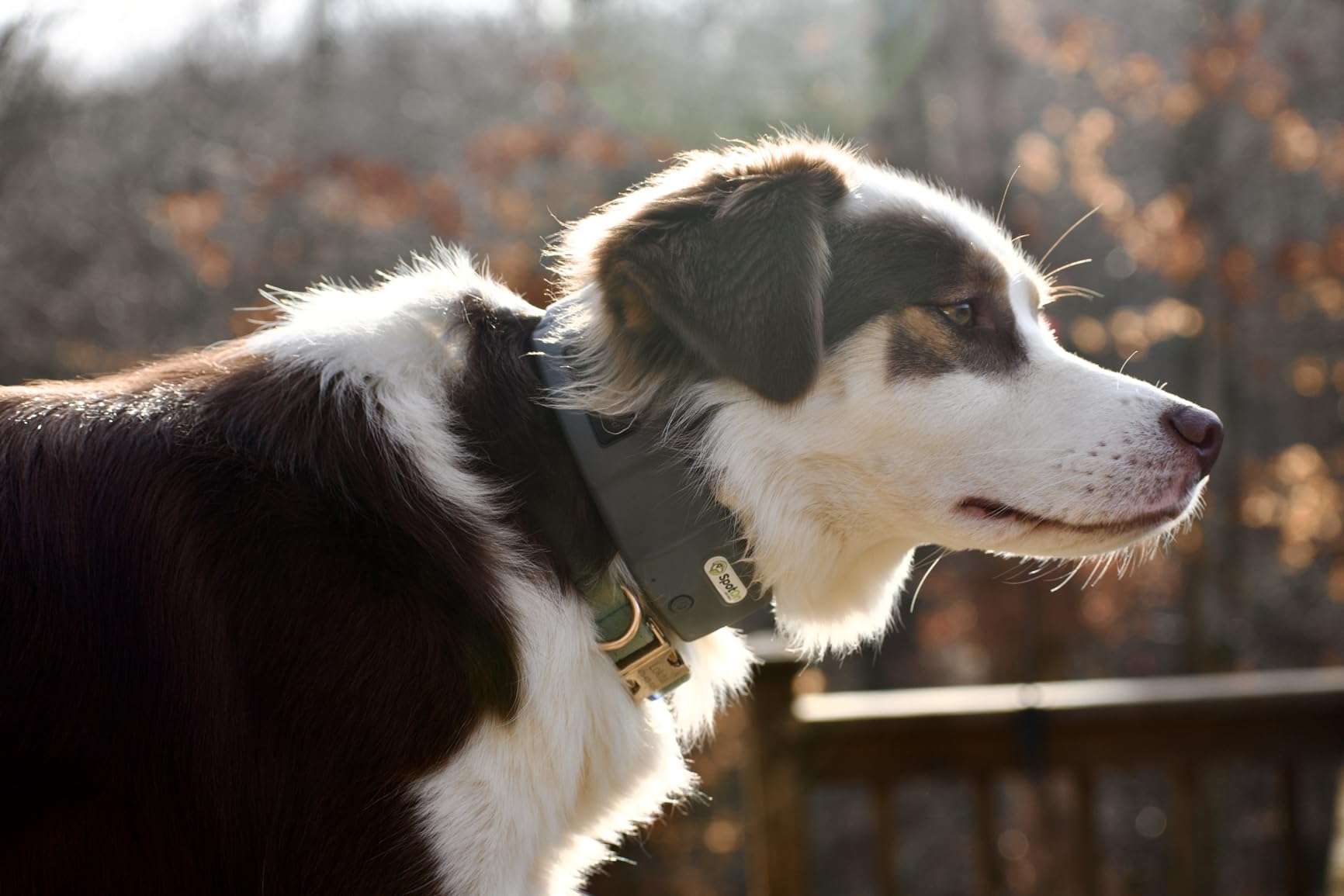 SpotOn Omni GPS Dog Fence Collar, Medium Dogs 12-18 Inch Neck customer photo 2