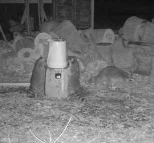 4 Pack Control Light Nocturnal Animal Repeller customer photo 2