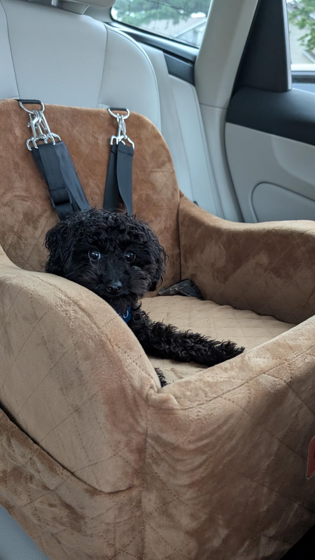Lealchum Dog Booster Car Seat for Small/Medium Dogs Up to 35lbs,Elevated Cushion Fits in Front/Back Seat,Fully Detachable and Washable,2 Storage Pockets & Dog Leashes,Easy to Install(Black,Medium) customer photo 1