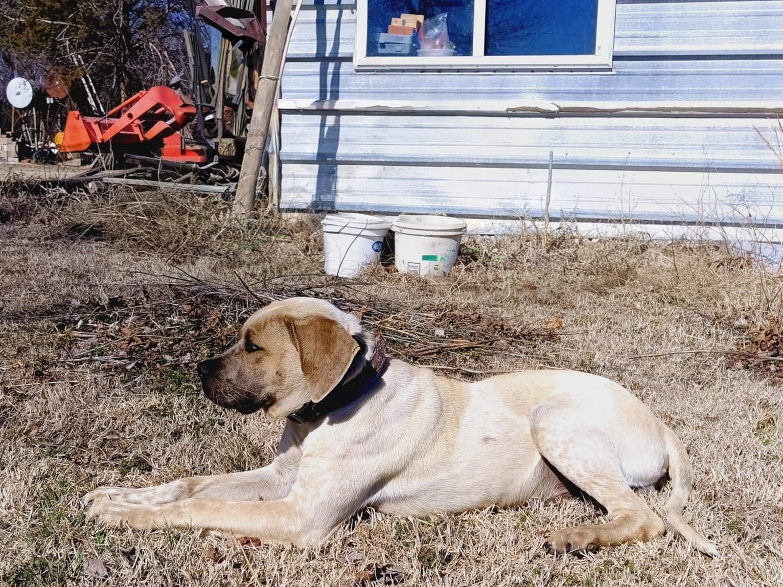 PetSafe Guardian GPS Dog Fence, 3/4 Acre+ customer photo 2