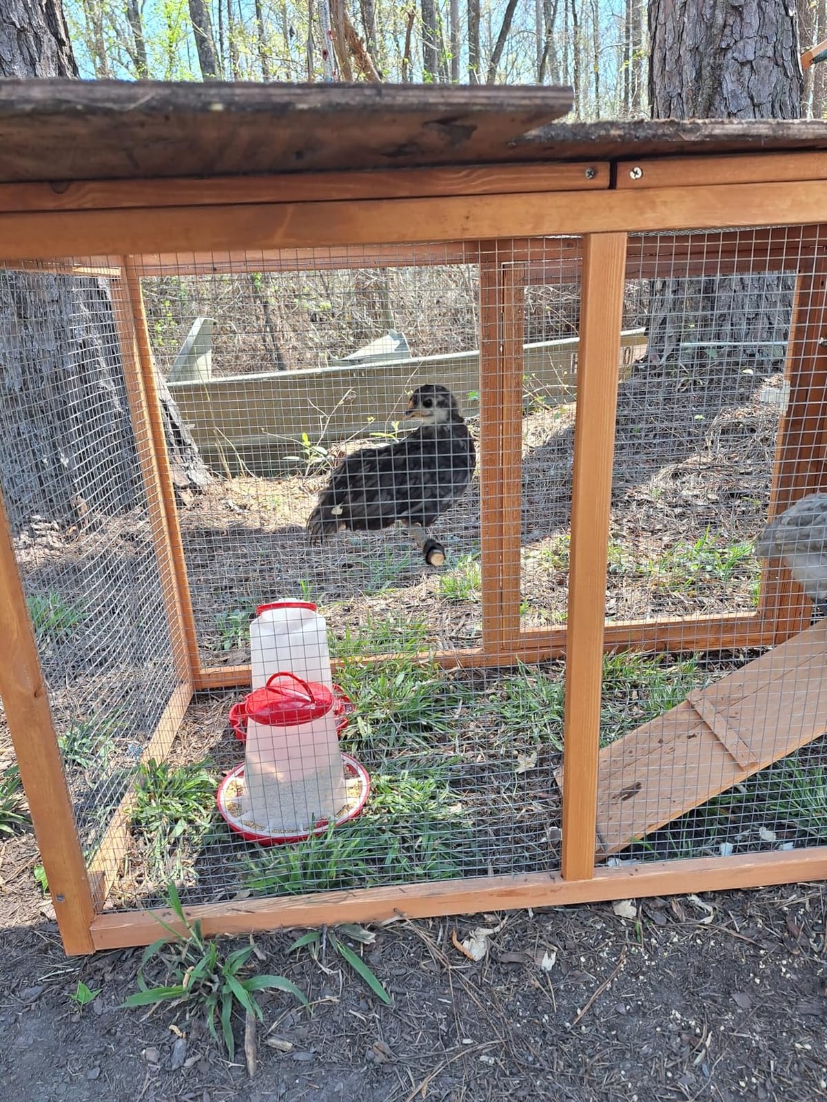 Outdoor Chicken Coop for 2-4 Chickens Wooden Hen House with Nesting Box customer photo 1