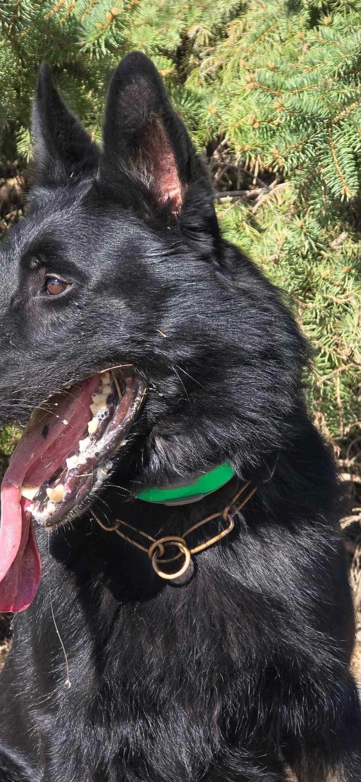 Dogtra 1900X E-Collar for Dog Training - 3/4 Mile Range, for Dogs 35 lbs+, IPX9K Waterproof, 100 Stimulation Levels, Vibration, Tone, Rechargeable - Ideal for Dog Owners and Professional Trainers customer photo 1
