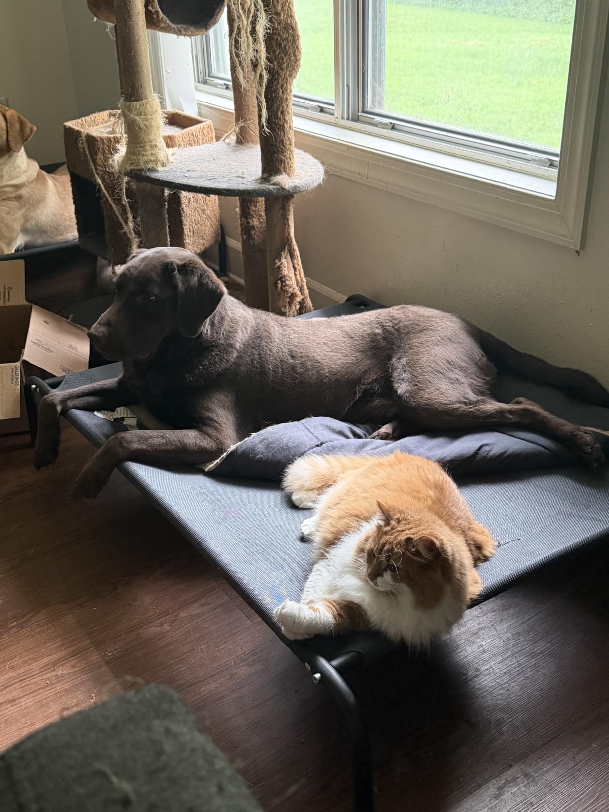 Love's cabin Elevated Cooling Dog Bed for Large Dogs, Portable Indoor & Outdoor Raised Pet Dog Cat Cot, Durable Summer Frame with Breathable Mesh, Grey, 48 inches customer photo 2