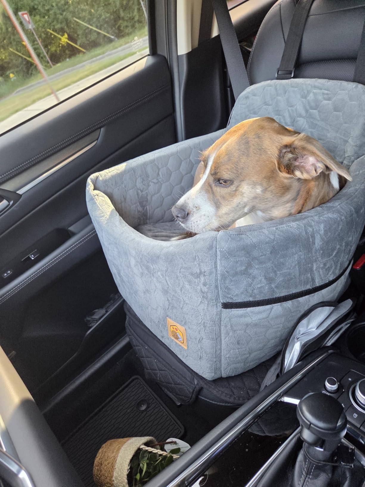 Dog Car Seat for Small/Medium Dogs, Memory Foam Dog Booster Seat, Travel Safety Per Car Seat with Washable Removable Cover, Storage Pockets for Dogs up to 35 lbs(Gray) customer photo 1
