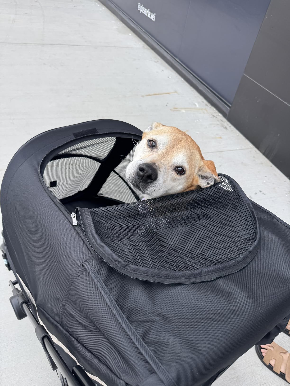 Dog Stroller for Large Dogs One-Click Folding 4 Wheel Foldable Dog Stroller for 2 Dogs with Storage Pocket Suitable for Pets Up to 80LBS (Black, Large) customer photo 1