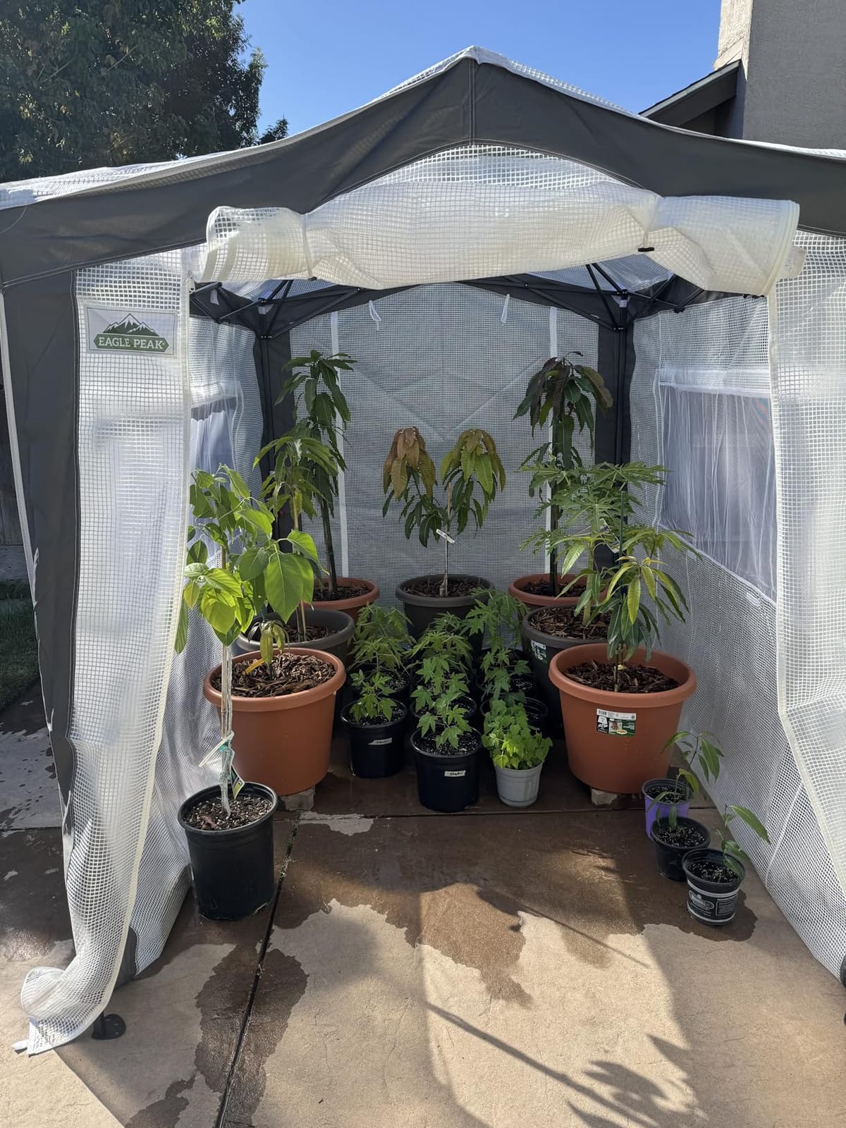 EAGLE PEAK 8x6 Walk in Pop Up Greenhouse, Green/White customer photo 1