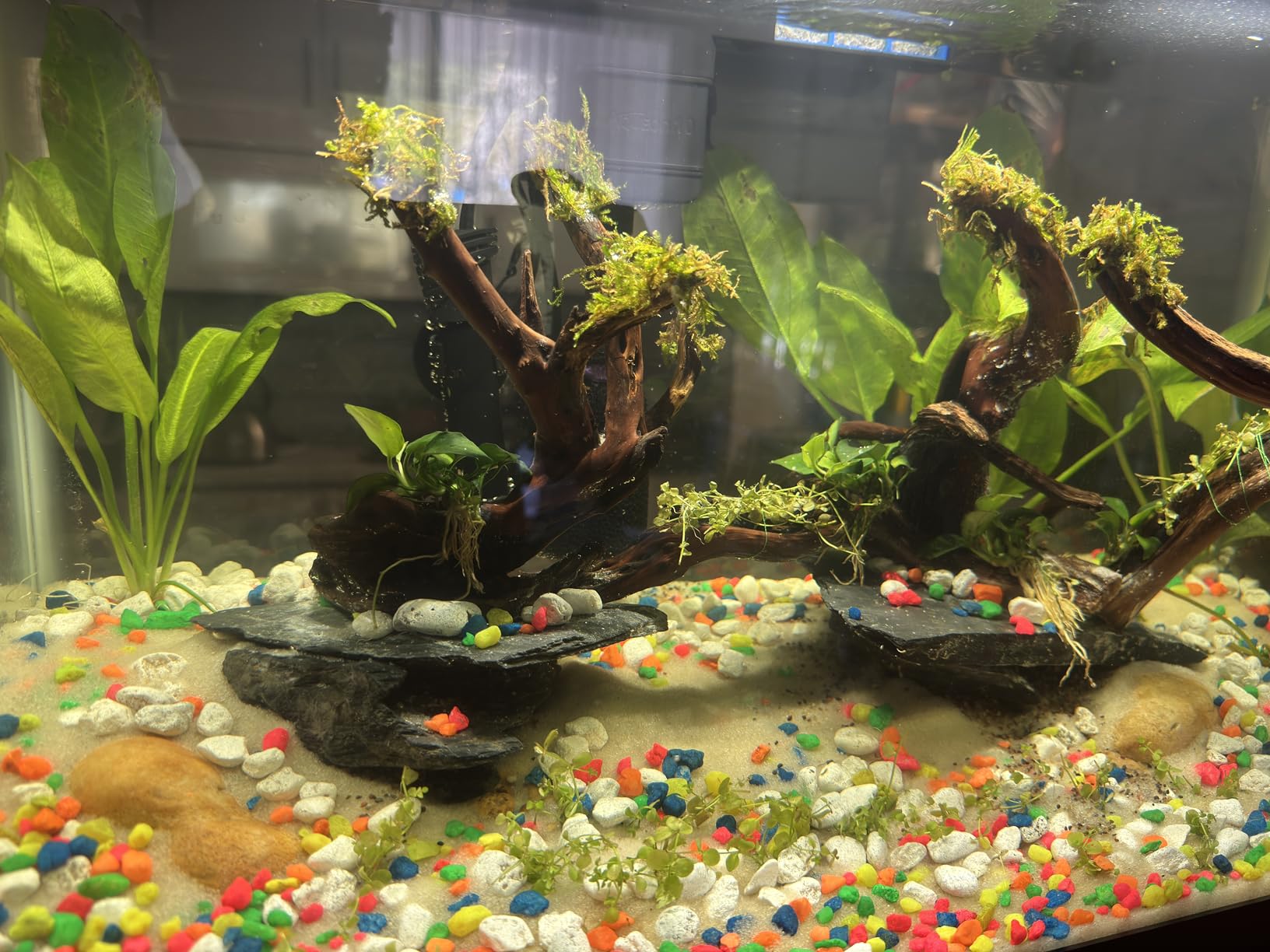 Aqueon Aquarium Starter Kit with Smart Clean Filtration and LED Lighting, Freshwater and Saltwater Fish, 20-Gallon customer photo 2