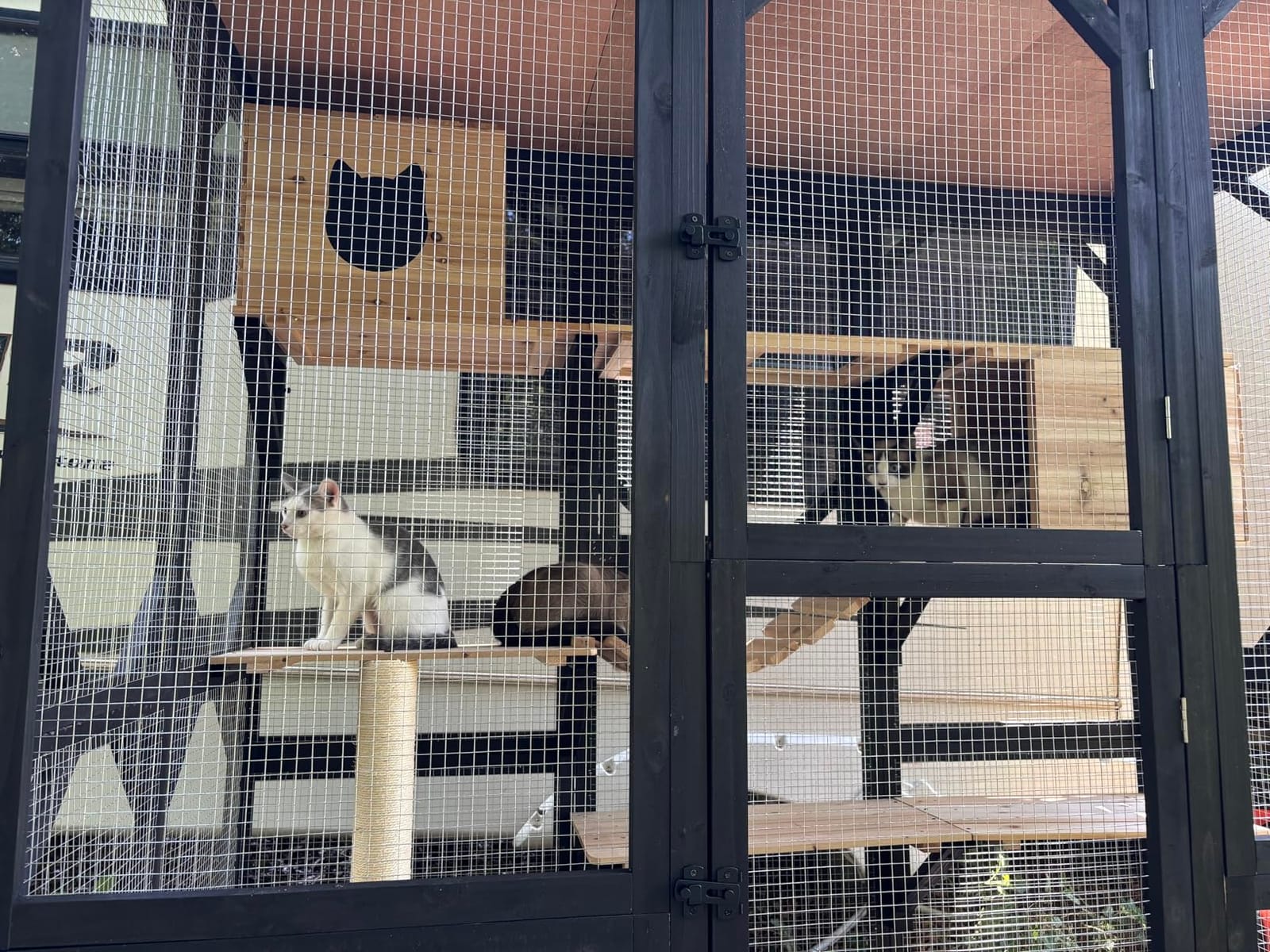 FunXplore Large Catio Outdoor Cat Enclosure Window 73