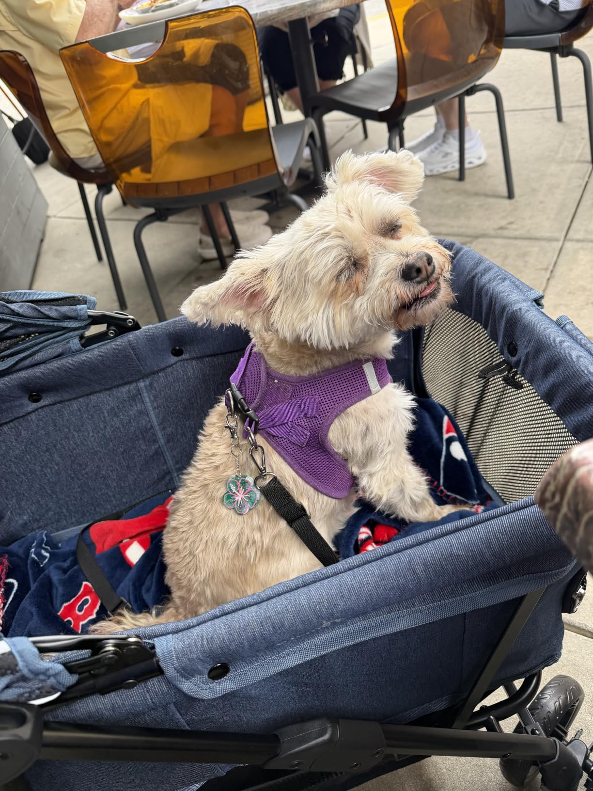 Dog Stroller for Large & Medium Dogs (20–132 lbs), for 2 Small Dogs | Pet Stroller, Extra Large Heavy Duty, Foldable & Ventilated, Pink or Navy customer photo 1