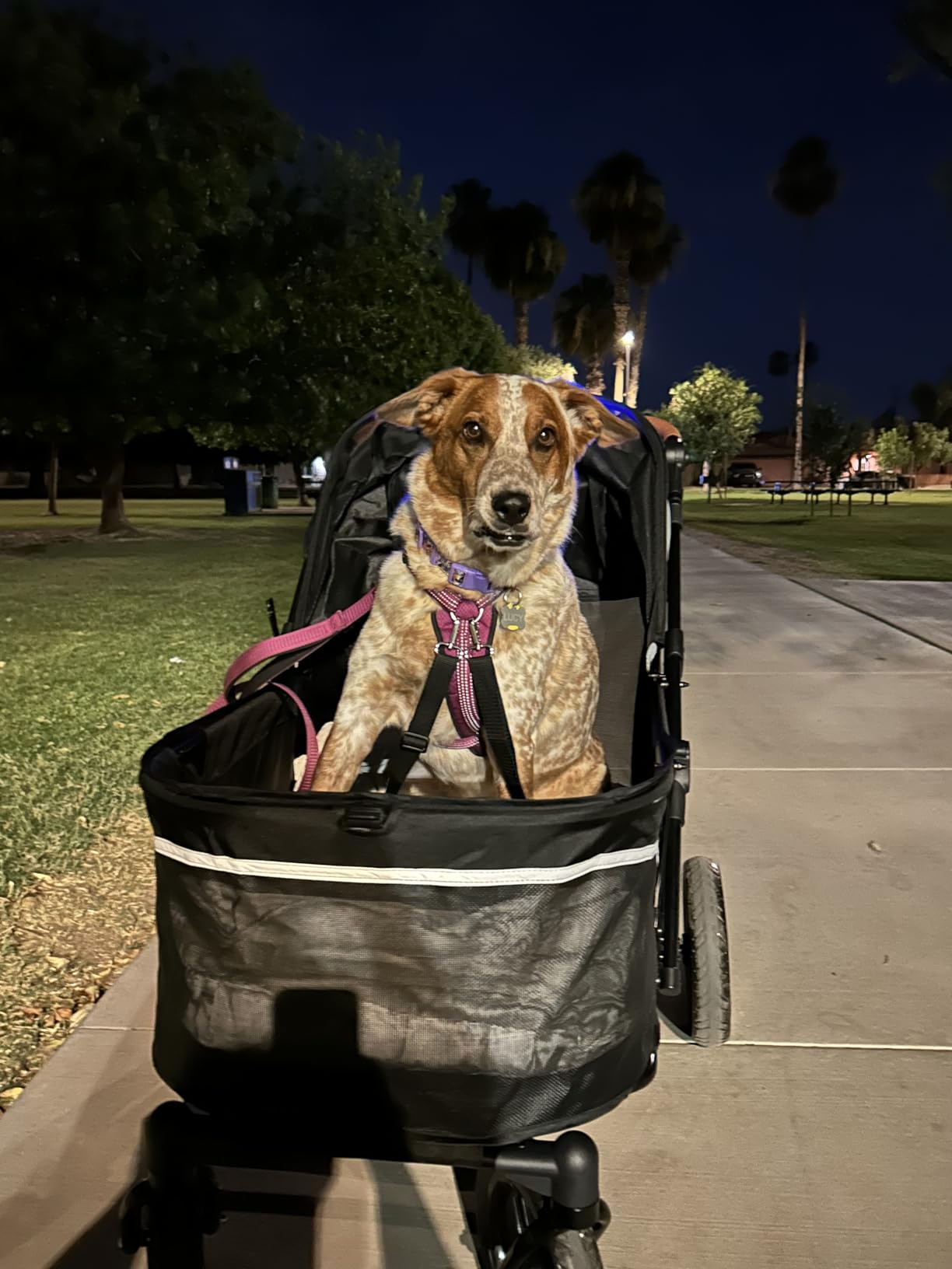Zoosky Pet Stroller for Large Dogs up to 110lbs, Large Pet Stroller | Multiple Pets(31