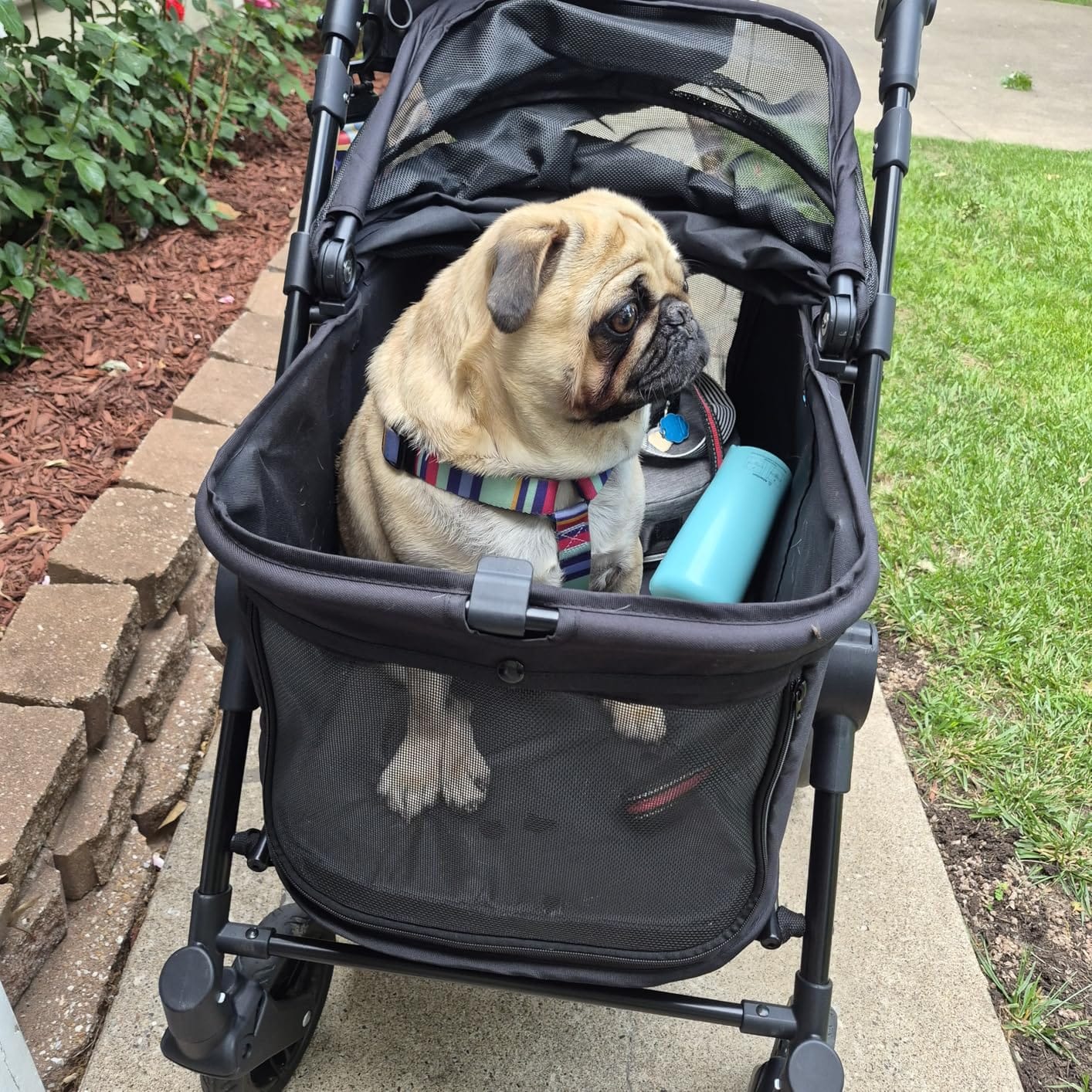 Zoosky Medium Dog Stroller for Large Dogs, Pet Stroller, Up to 66lbs | All-Terrain 360° Swivel Wheels & Adjustable Handle & 180° Dual-Open Canopy, Sun Shades, Storage Organizer, Waterproof Oxford customer photo 1