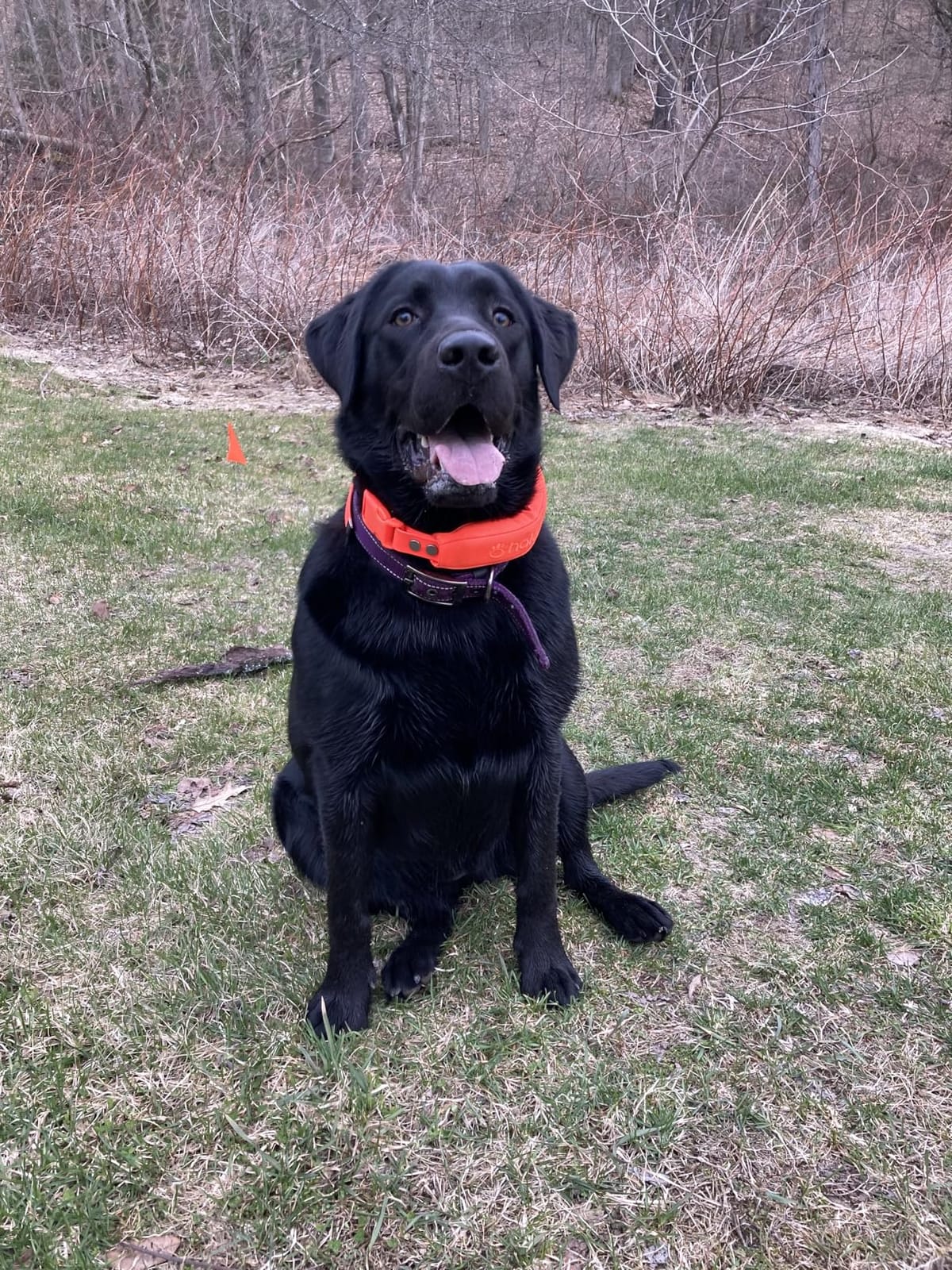 Halo Collar 5 GPS Wireless Dog Fence customer photo 2