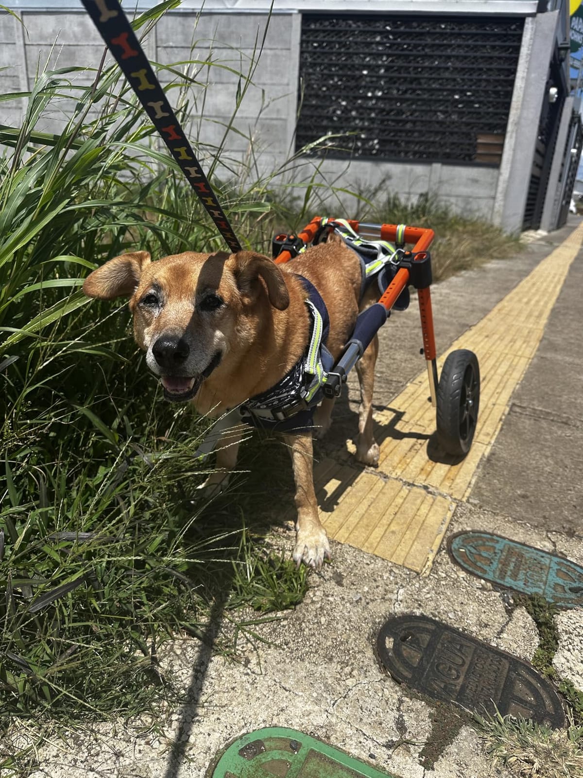 VEVOR Dog Wheelchair for Back Legs, Lightweight 2 Wheels Pet Wheelchair, Height, Width & Length Adjustable, Dog Cart with Shock-Absorbing Wheels, for Injured, Disabled Dogs customer photo 2