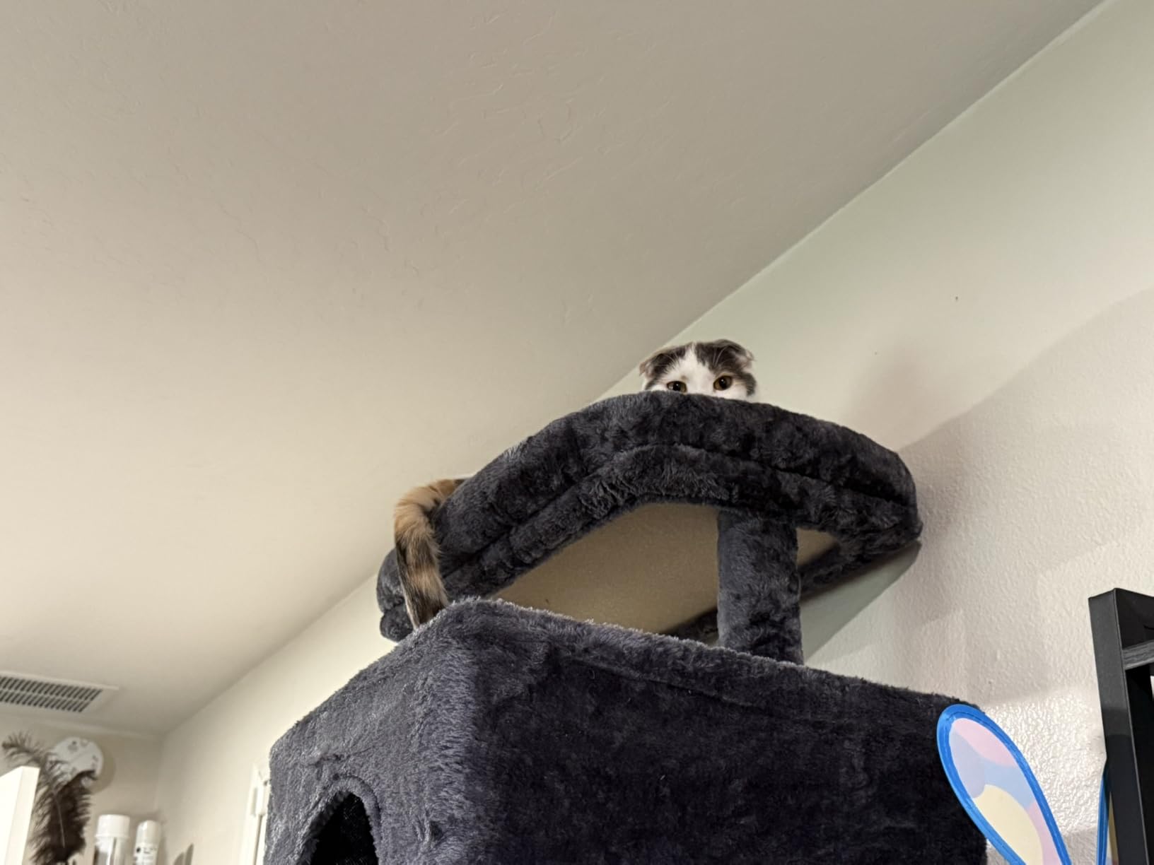 Heybly Cat Tree, 76-Inch Tall Heavy Duty Cat Tower for Big Cats HCT039G customer photo 1