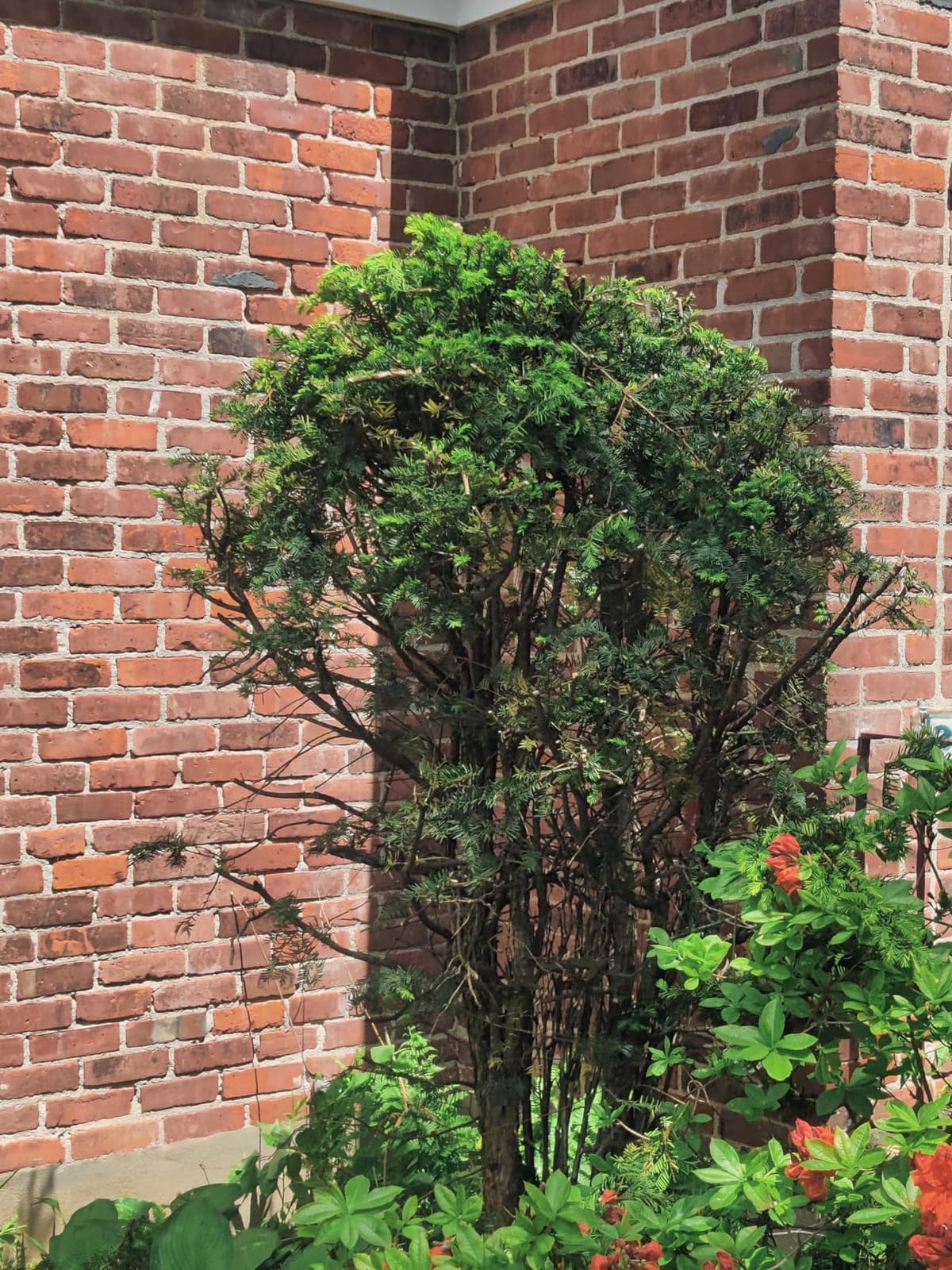 22 inch Hedge Trimmer Cordless with 2 Battery and Charger, 20V Bush Trimmer customer photo 2