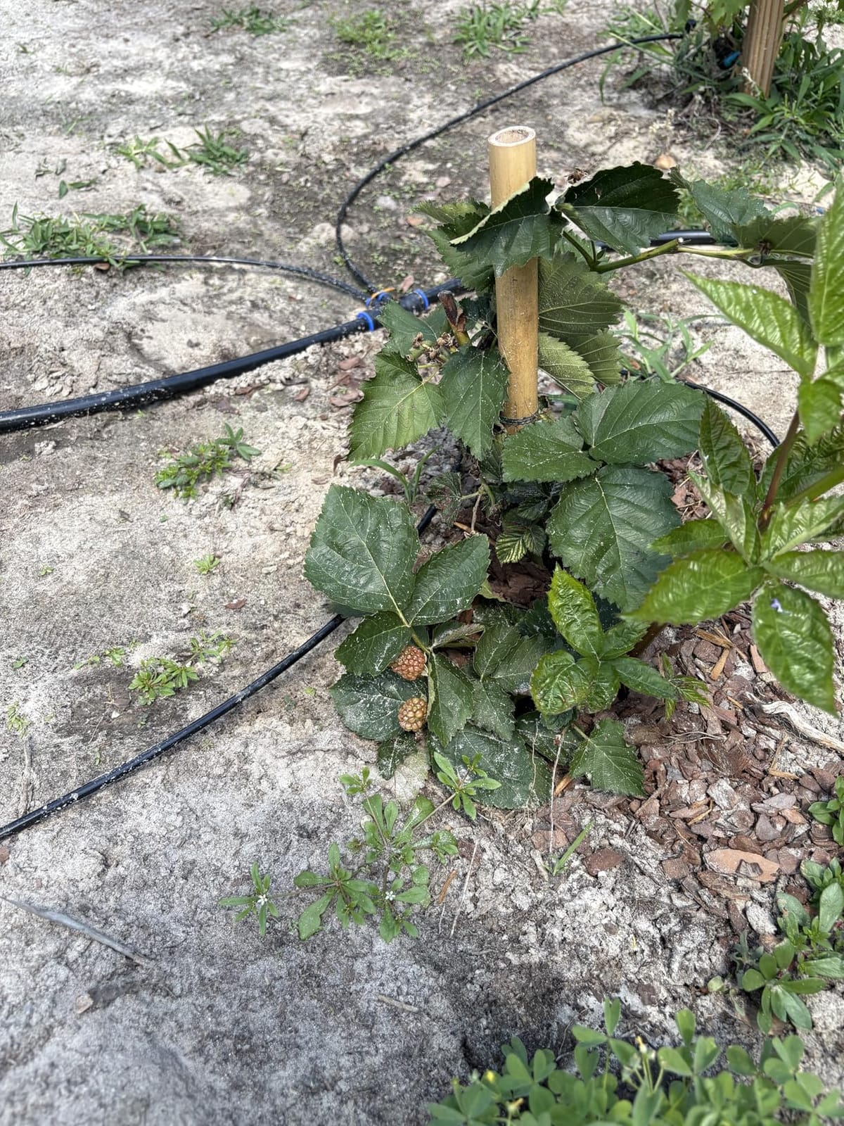 Drip Irrigation System 230FT Quick-Connect Drip Irrigation Kit with 1/4 inch 1/2 inch Irrigation Tubing Hose and Accessories for Lawn Raised Bed Greenhouse Plant Watering System customer photo 1