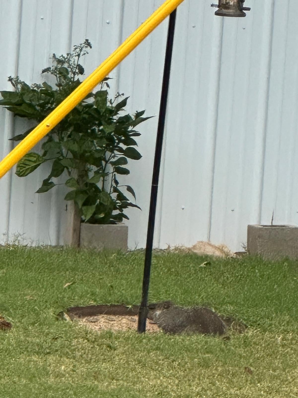Mole Repellent, Gopher Repellent, Groundhog and Vole Repellant 8P customer photo 1