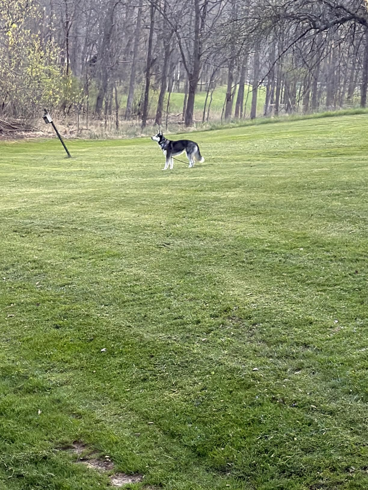 SpotOn Nova GPS Dog Fence Collar, App-Controlled Wireless Fence customer photo 2