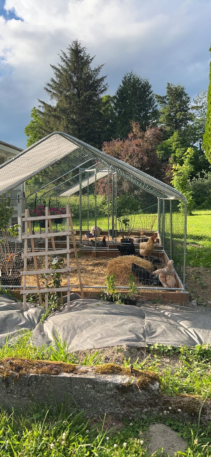 Metal Chicken Coop with Hardware Cloth, Walk-in Poultry Cage for Hen Duck | Hardware Cloth, Solar Light Included, UV-Resistant Waterproof Cover, Large Walk-in Space for 15-20 Birds customer photo 1