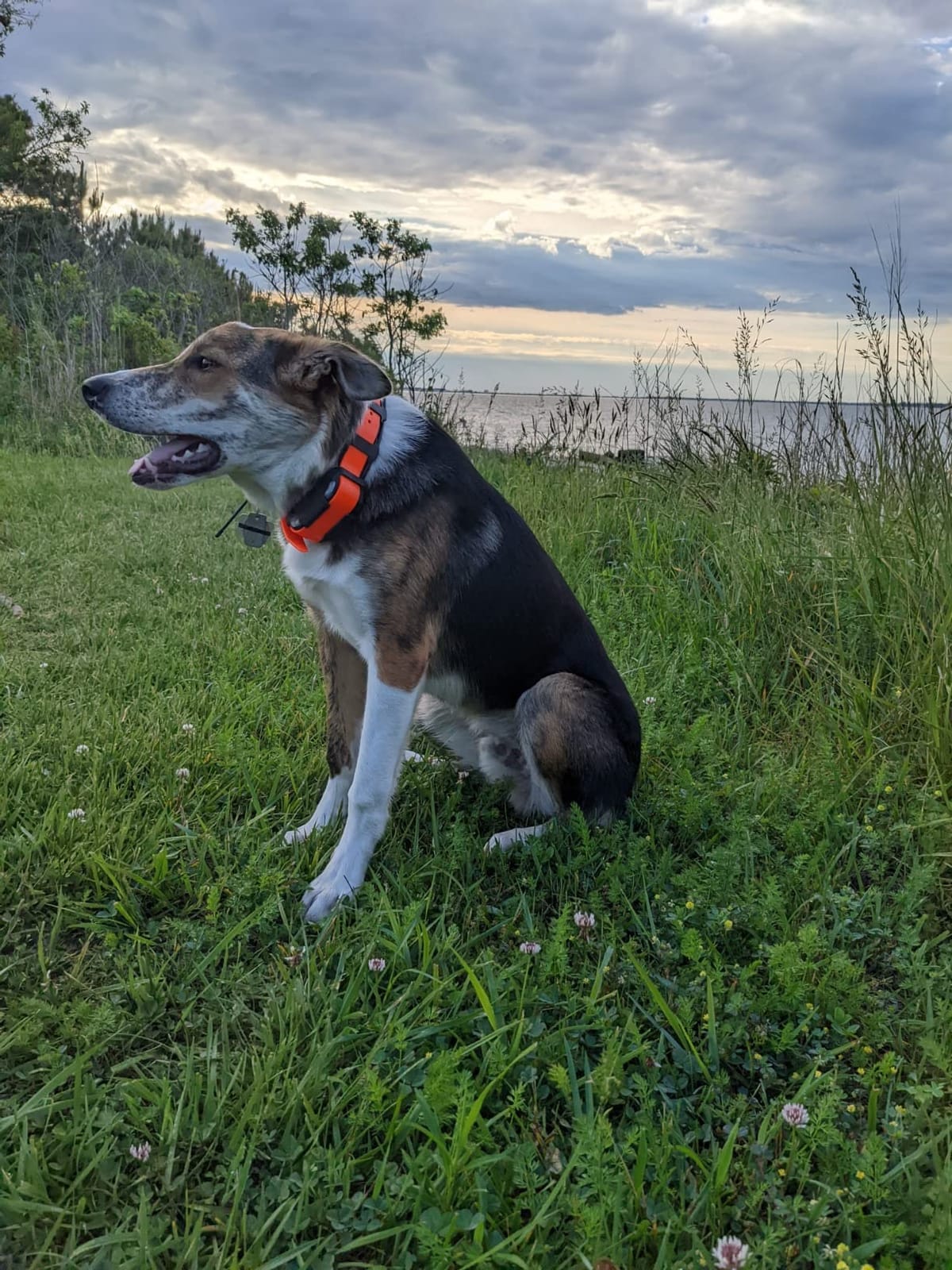 Dogtra PATHFINDER2 Compass Live GPS Dog Tracking & Training System - 9-Mile Range E-Collar Handheld with No Subscription, Offline Maps, GPS Fence, Expandable up to 21 Dogs, for Dogs 35+ lbs customer photo 2