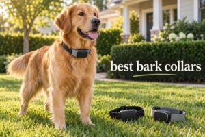 best bark collars