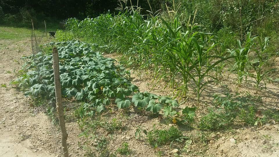 Easy Gardener, 6050AZ, Deer Block, Protective Mesh Covering, 7' X 100', Black customer photo 1