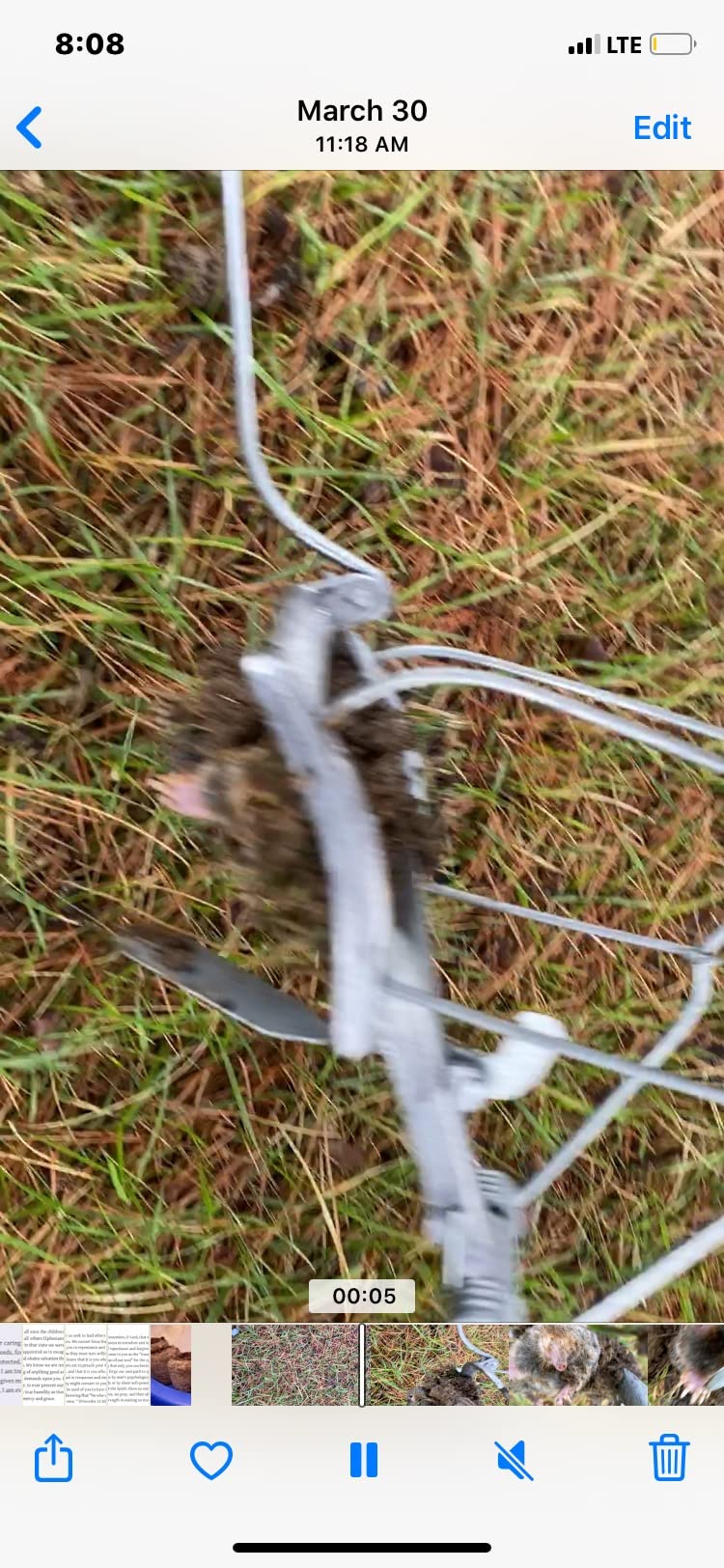 Nash 100 Choker Loop Mole Trap customer photo 1