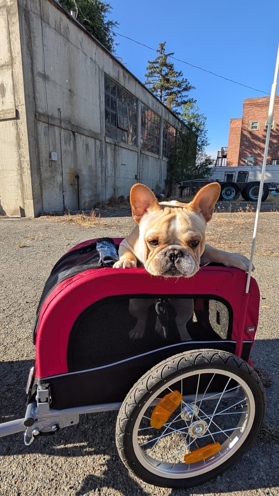 TRIXIE Dog Trailer for Bicycles, Dog Bike Trailer for Small Dogs up to 33 lbs, Quick Set-up and Fold Down, Red customer photo 2