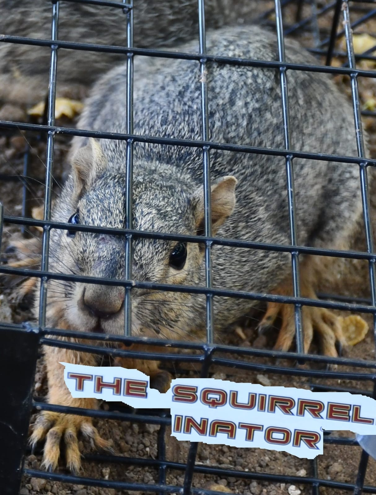 Rugged Ranch Squirrelinator Humane Multi-Catch Metal Wire Live Animal Trap customer photo 2