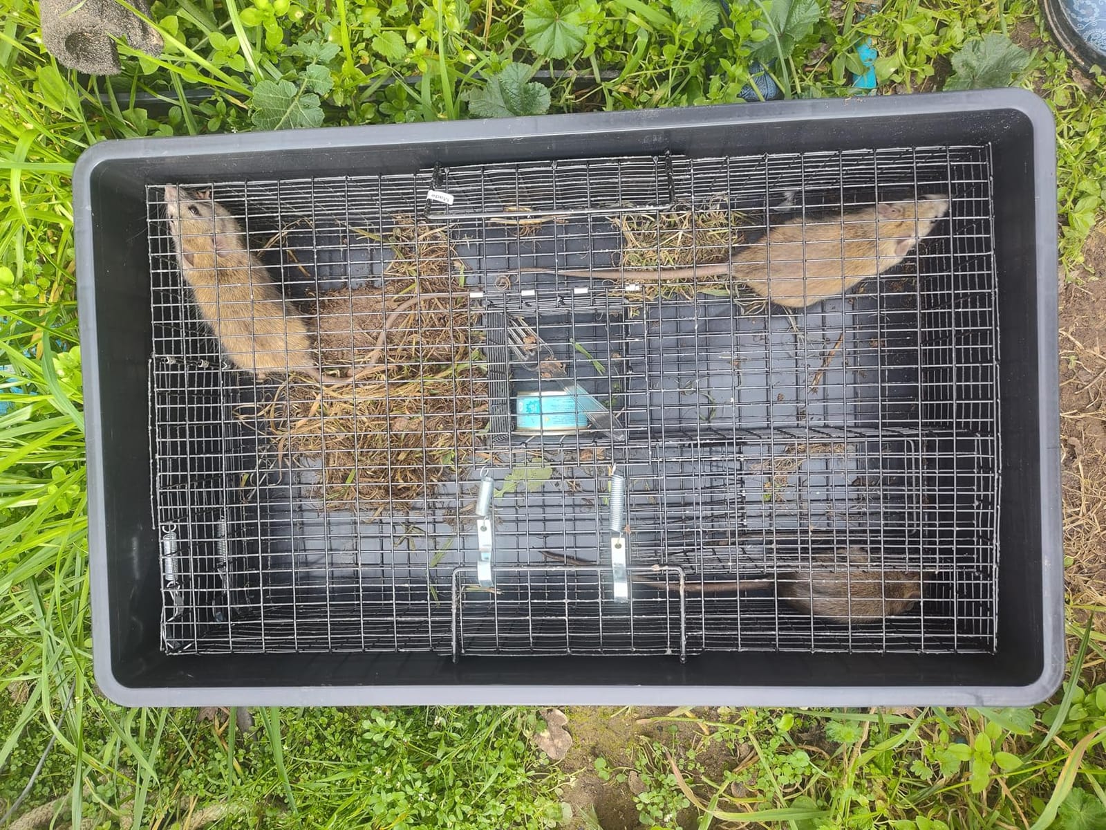 Rugged Ranch Ratinator Large Dual Door Live Rat & Mouse Trap Metal Cage customer photo 2