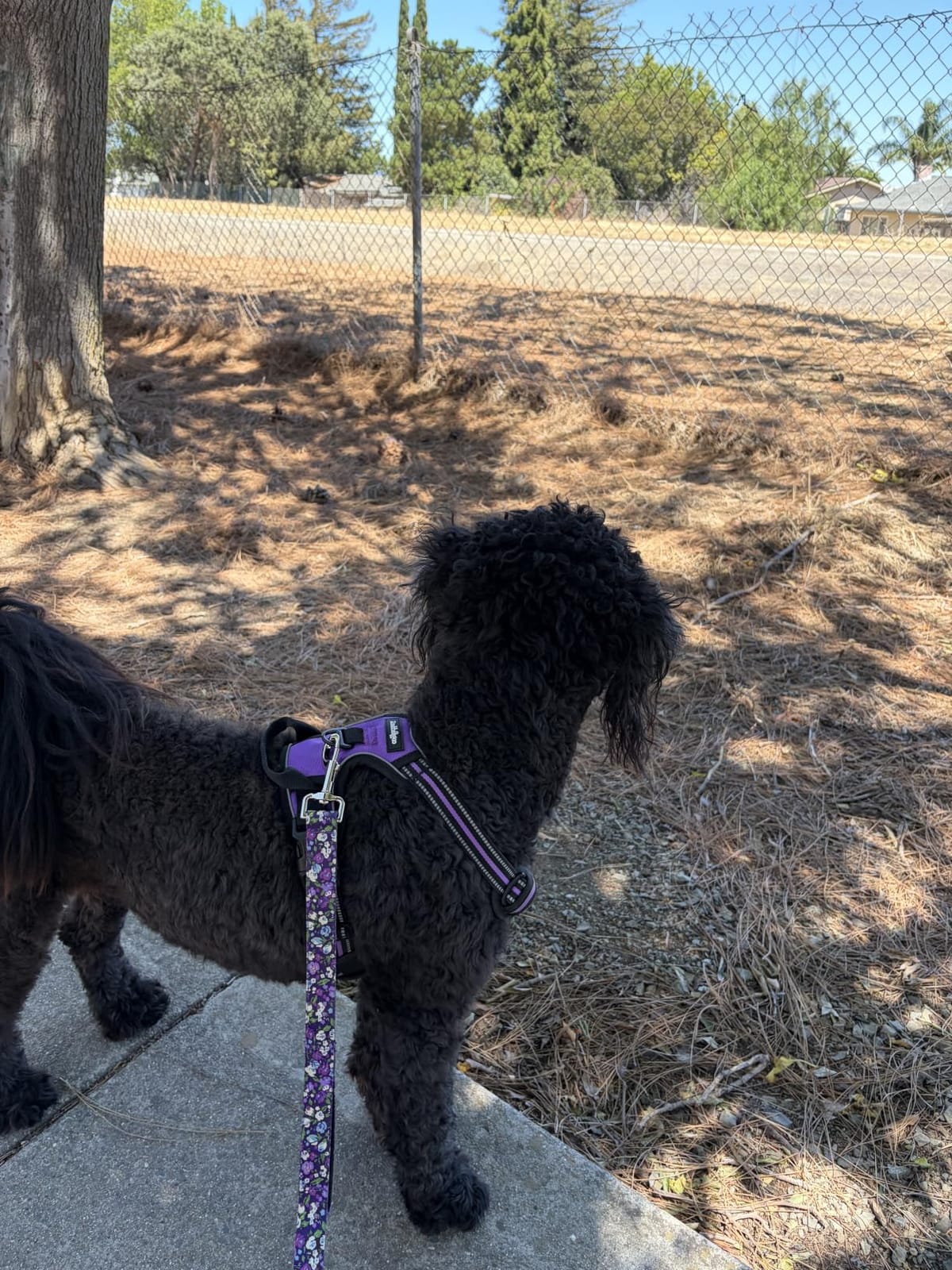 rabbitgoo Dog Harness, No Pull for Large Dogs with 2 Leash Clips, Pet Vest customer photo 1