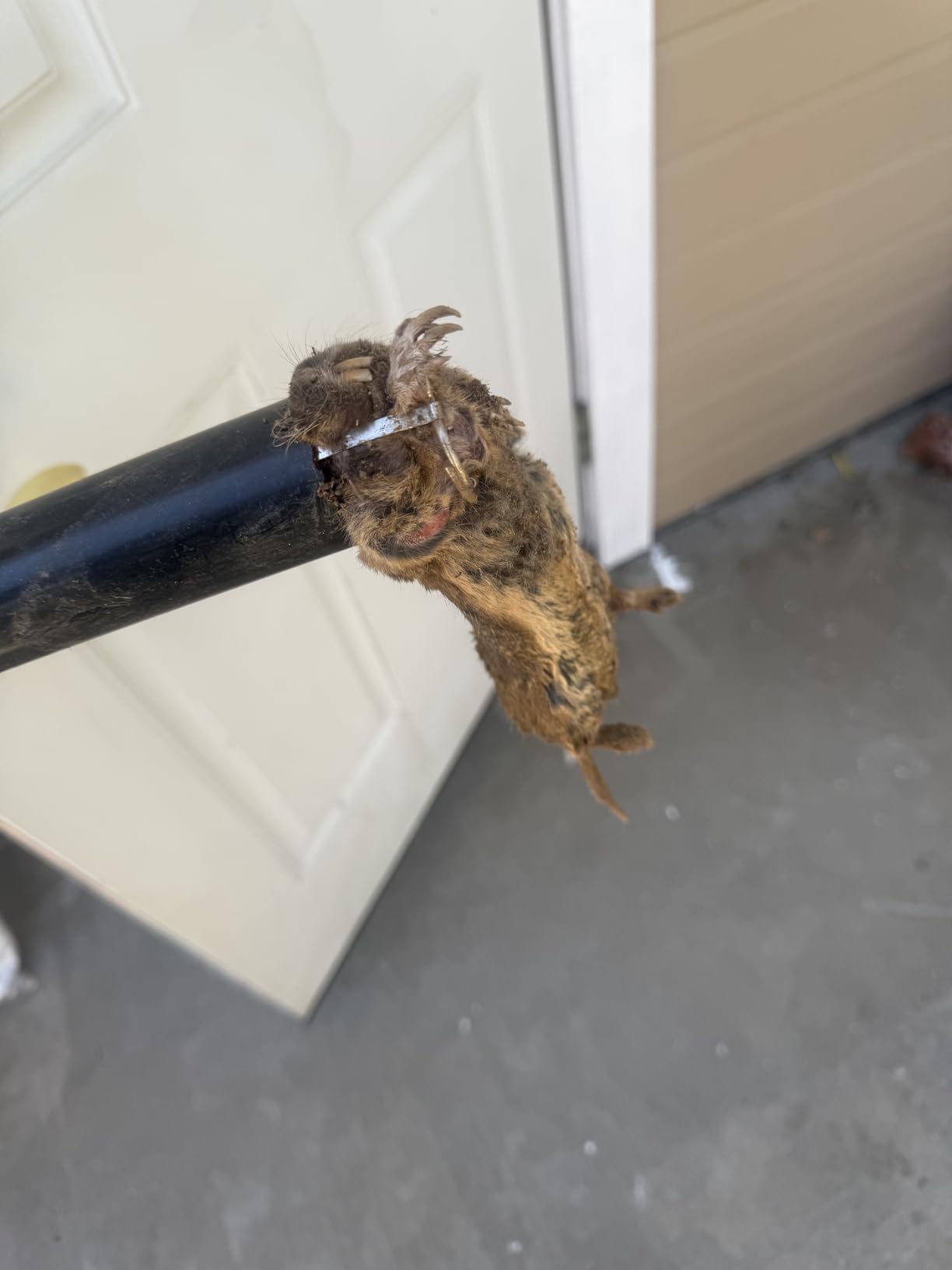 GopherHawk® Single Trap for Gophers and Moles, 1 GH-TRP customer photo 2