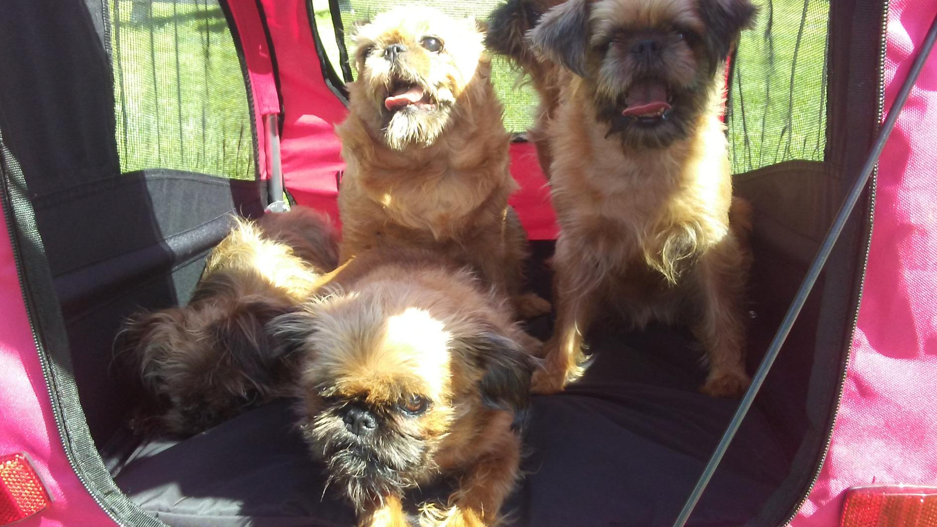 Aosom Dog Bike Trailer 2-in-1 Pet Stroller, Red customer photo 2