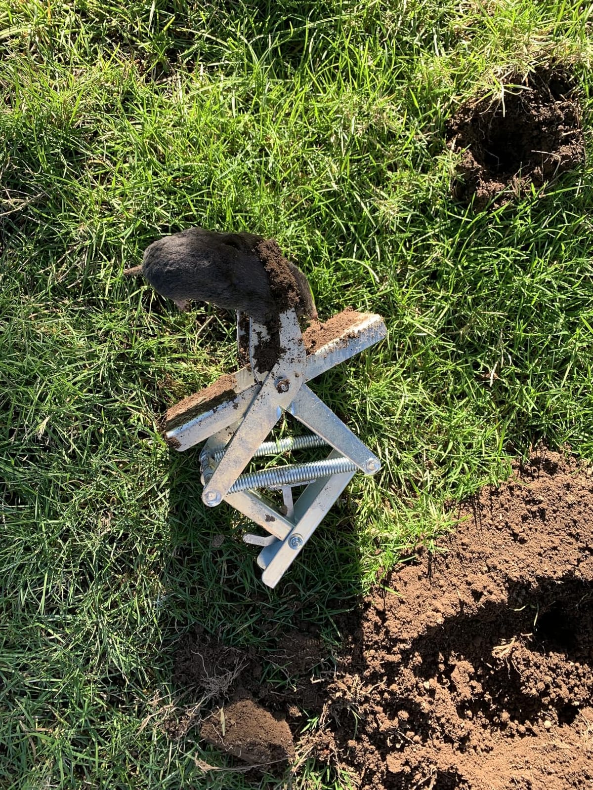 Wire Tek 1001 Easyset Mole Eliminator Trap (2 Pack), Mole Traps That Kill Best, Scissor Mole Trap, Mole Killer for Lawns, Mole Traps for Lawns - MADE IN THE USA!! customer photo 2