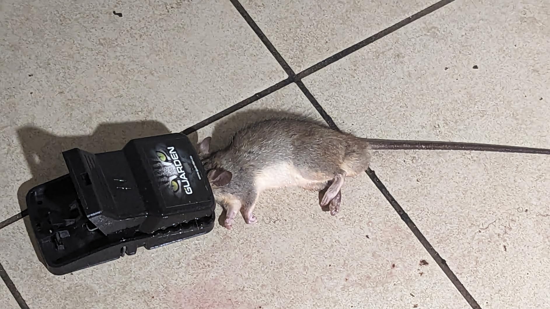 Rat Trap Six Pack - Powerful Reusable Traps for a Quick Kill Indoor or Out customer photo 2