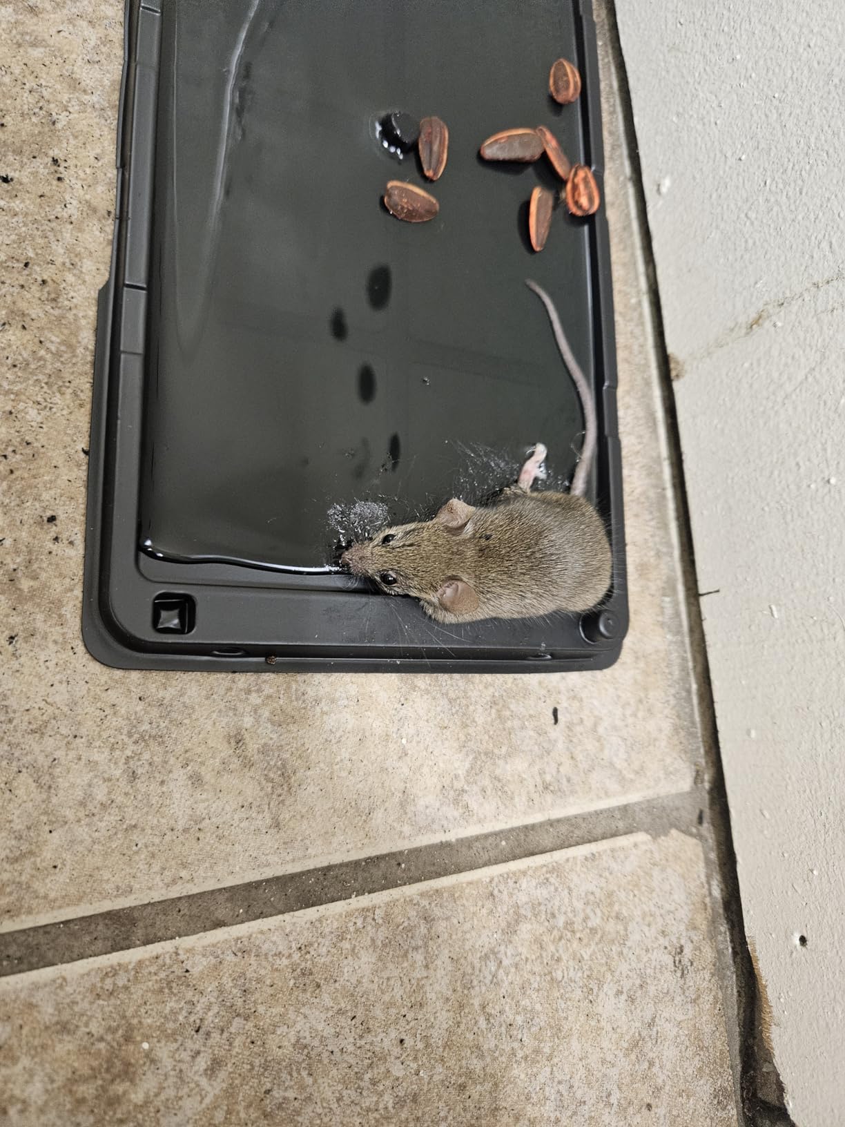 Catchmaster Rat & Mouse Glue Traps 12 Pack, Large Heavy Duty Sticky Traps customer photo 1